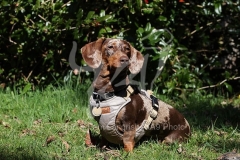 Dachshund - Smooth-haired Miniature