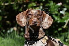Dachshund - Smooth-haired Miniature