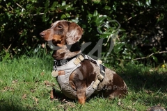 Dachshund - Smooth-haired Miniature