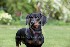 Dachshund - Smooth-haired Miniature