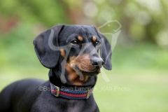 Dachshund - Smooth-haired Miniature