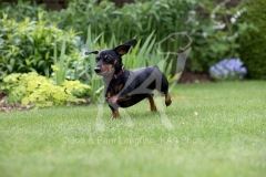 Dachshund - Smooth-haired Miniature