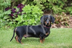 Dachshund - Smooth-haired Miniature