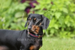 Dachshund - Smooth-haired Miniature