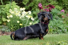 Dachshund - Smooth-haired Miniature