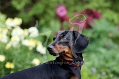 Dachshund - Smooth-haired Miniature