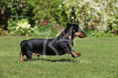 Dachshund - Smooth-haired Miniature