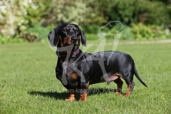 Dachshund - Smooth-haired Miniature