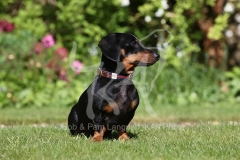 Dachshund - Smooth-haired Miniature