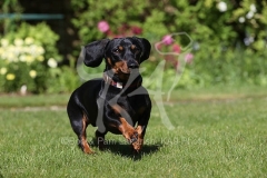 Dachshund - Smooth-haired Miniature