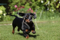 Dachshund - Smooth-haired Miniature