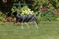 Dachshund - Smooth-haired Miniature