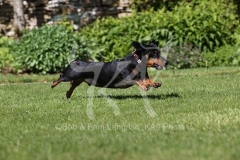 Dachshund - Smooth-haired Miniature