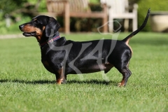 Dachshund - Smooth-haired Miniature