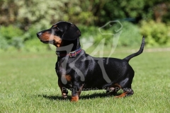 Dachshund - Smooth-haired Miniature