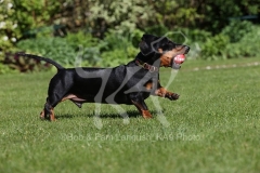 Dachshund - Smooth-haired Miniature