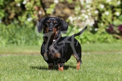 Dachshund - Smooth-haired Miniature