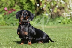 Dachshund - Smooth-haired Miniature