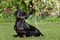 Dachshund - Smooth-haired Miniature