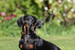 Dachshund - Smooth-haired Miniature