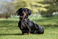 Dachshund - Smooth-haired Miniature