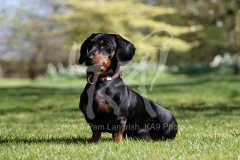 Dachshund - Smooth-haired Miniature