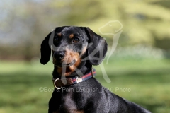 Dachshund - Smooth-haired Miniature