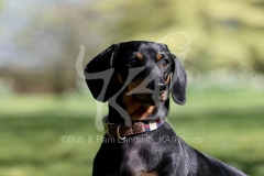Dachshund - Smooth-haired Miniature