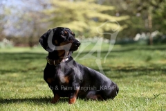 Dachshund - Smooth-haired Miniature