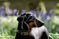 Dachshund - Smooth-haired Miniature