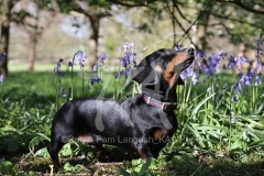 Dachshund - Smooth-haired Miniature
