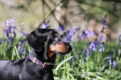 Dachshund - Smooth-haired Miniature