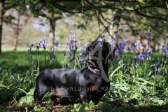 Dachshund - Smooth-haired Miniature