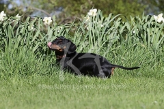 Dachshund - Smooth-haired Miniature