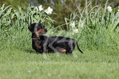 Dachshund - Smooth-haired Miniature
