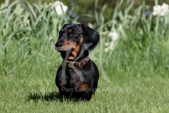 Dachshund - Smooth-haired Miniature