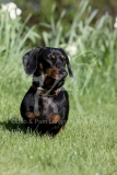 Dachshund - Smooth-haired Miniature