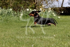 Dachshund - Smooth-haired Miniature
