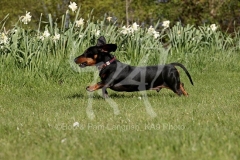 Dachshund - Smooth-haired Miniature