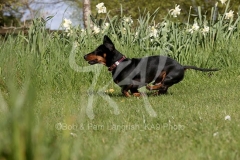 Dachshund - Smooth-haired Miniature