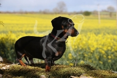 Dachshund - Smooth-haired Miniature