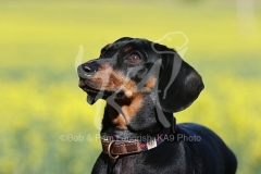 Dachshund - Smooth-haired Miniature