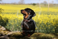 Dachshund - Smooth-haired Miniature