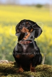 Dachshund - Smooth-haired Miniature