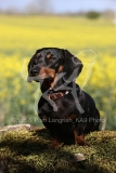 Dachshund - Smooth-haired Miniature