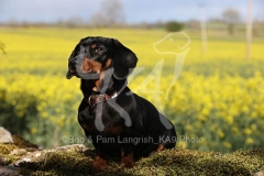 Dachshund - Smooth-haired Miniature