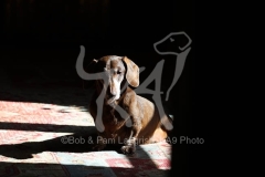 Dachshund - Smooth-haired Miniature