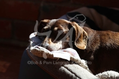 Dachshund - Smooth-haired Miniature