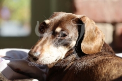 Dachshund - Smooth-haired Miniature