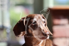 Dachshund - Smooth-haired Miniature
